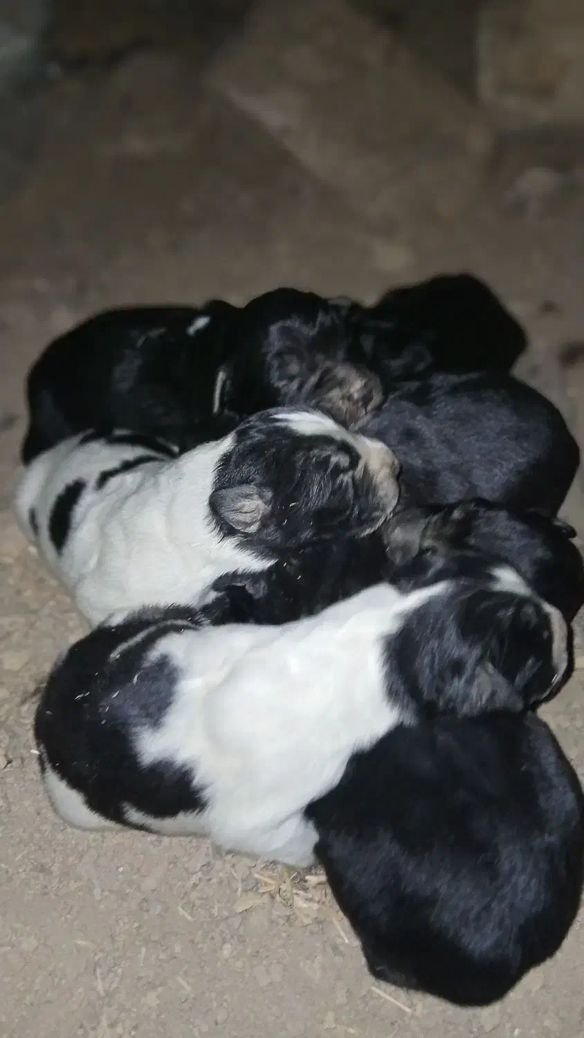 توله قدرجونی  خالص|سگ|داران, |دیوار