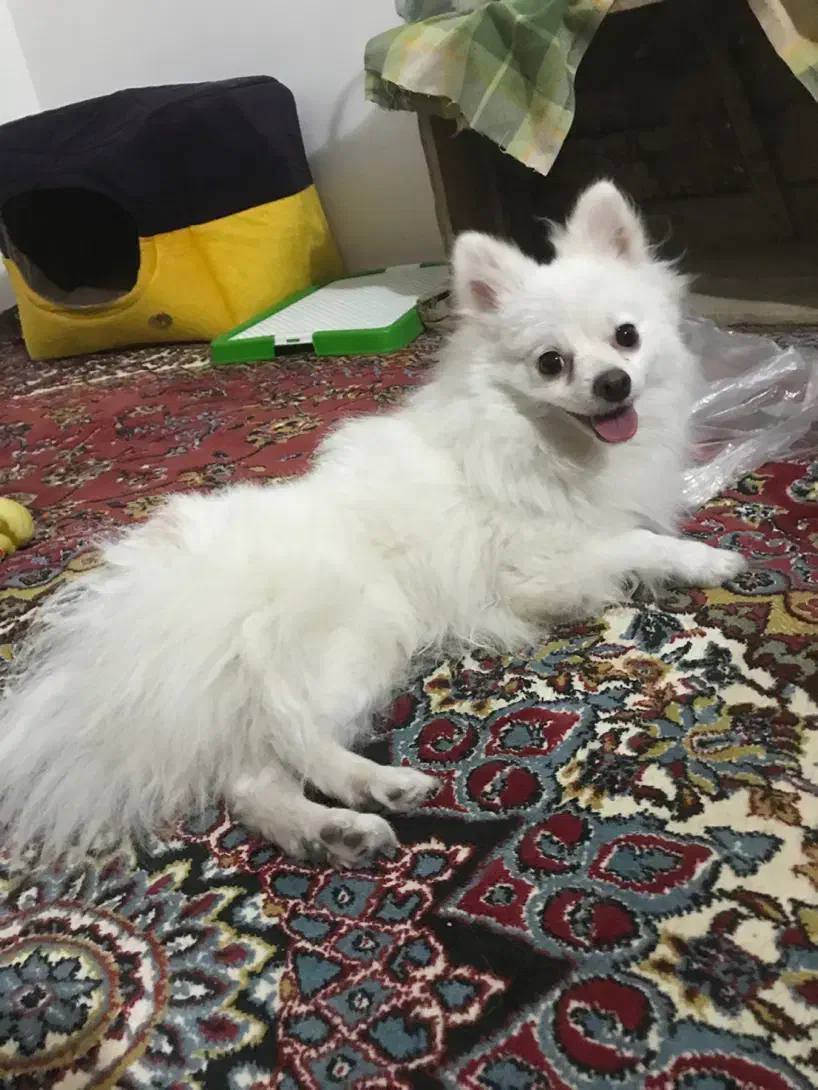 توله پامر روباهی|سگ|ایلام, |دیوار