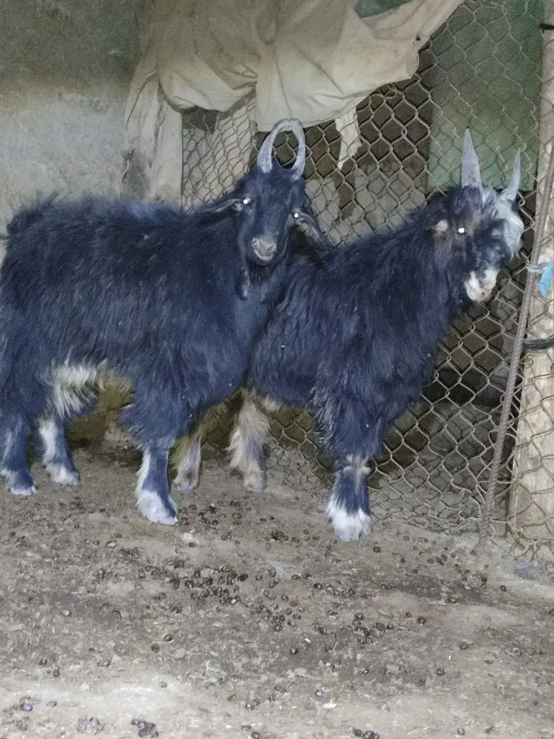 فروش 7 راس میش داشتی درجه یک|حیوانات مزرعه|سمیرم, |دیوار