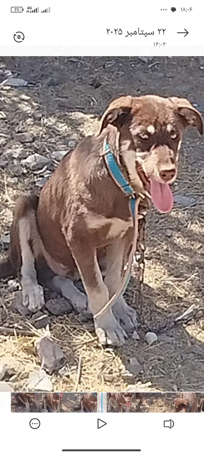 سگ نژاد دار|سگ|دهگلان, |دیوار