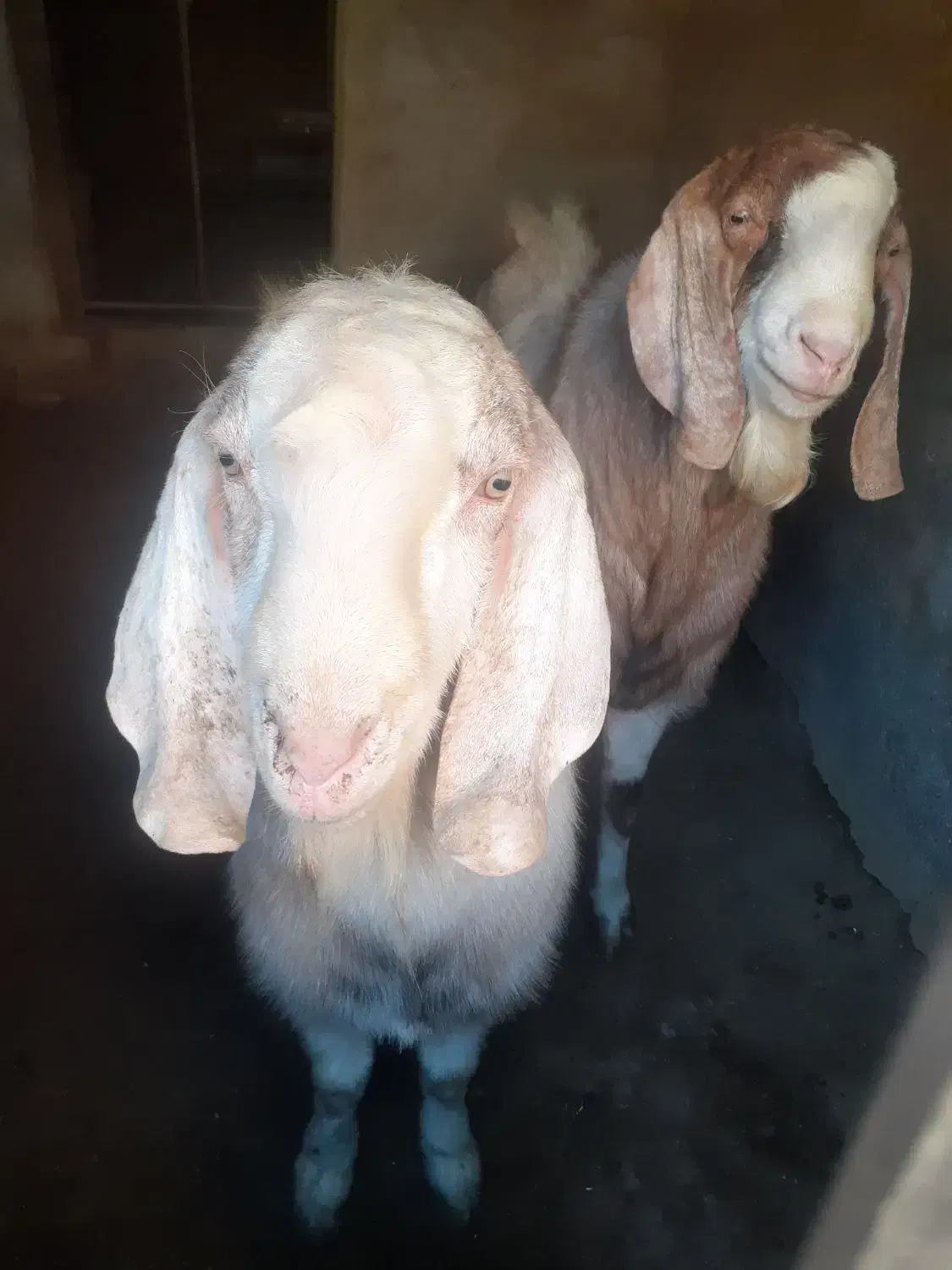 چپش و نر بز تخمی دورگ گلابی|حیوانات مزرعه|اردکان, |دیوار