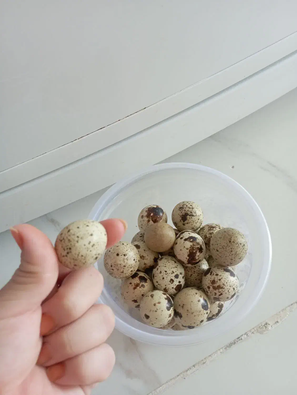 تخم بلدرچین محلی|خوردنی و آشامیدنی|پاوه, |دیوار