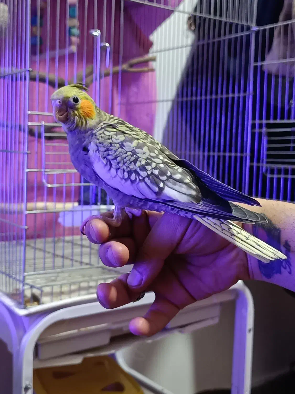 عروس هلندی 55 روزه|پرنده|اصفهان, شیخ اشراق|دیوار