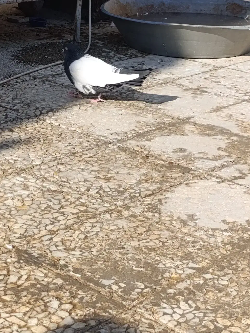 کفتر فنچ پرنده عروس هلندی وغیره|پرنده|پاکدشت, پاکدشت (مامازند)|دیوار