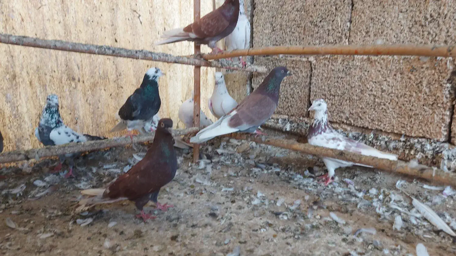 حیون‌یکجا|پرنده|لنگرود, |دیوار