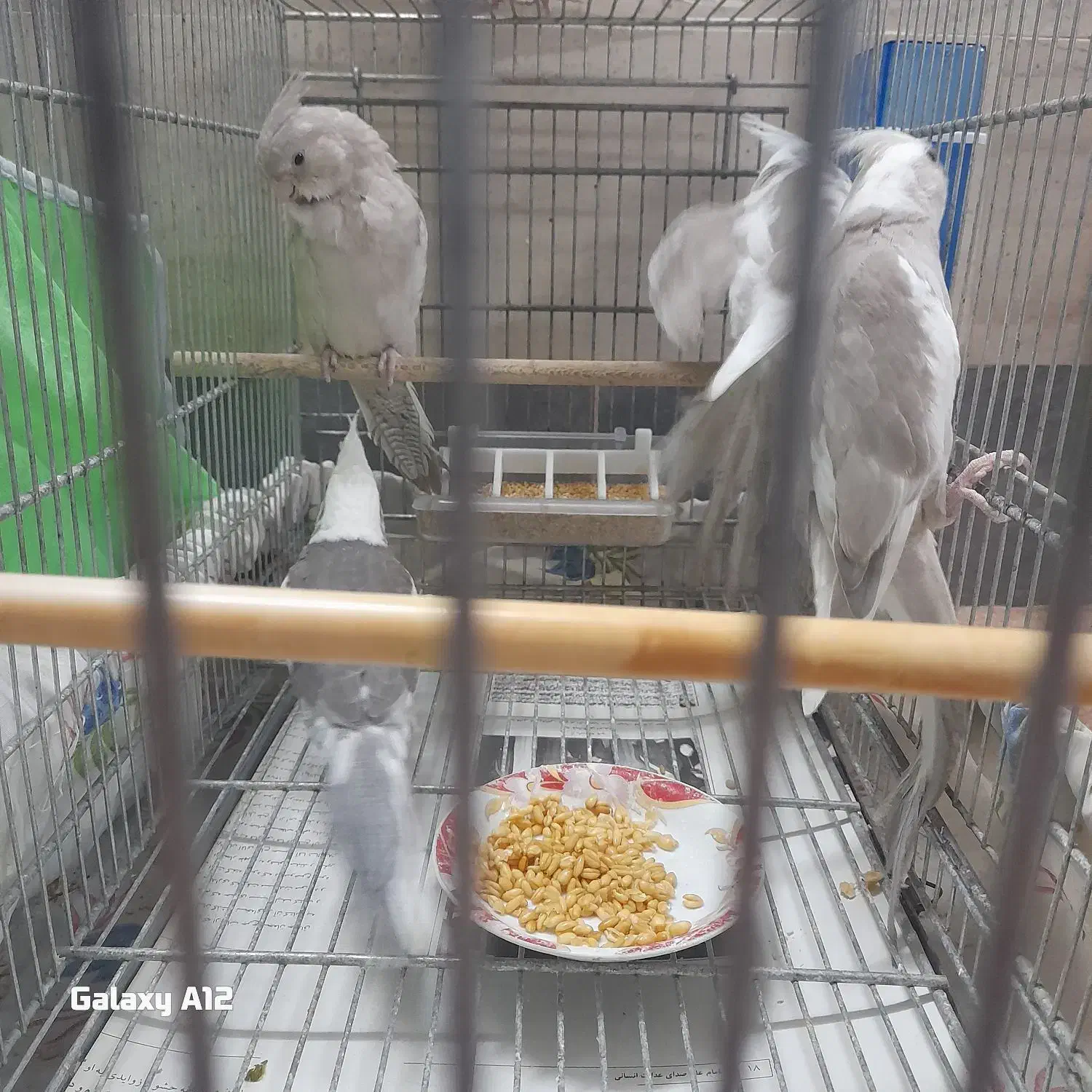 عروس هلندی|پرنده|قم, شهرک امام حسن|دیوار