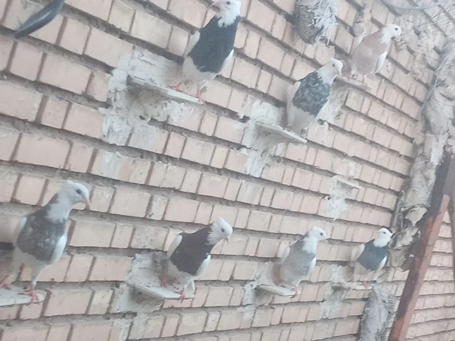 طوقی|پرنده|گتوند, |دیوار