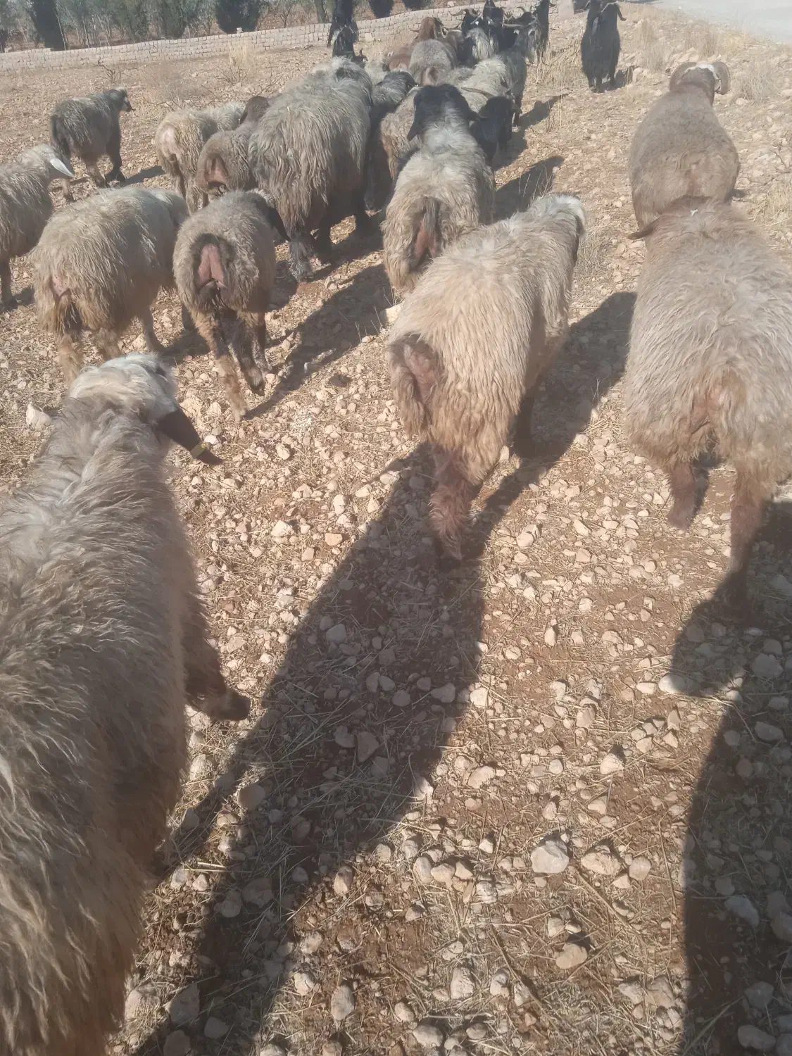 فروش میش داشتی زرقان|حیوانات مزرعه|شیراز, بیمارستان غدیر|دیوار