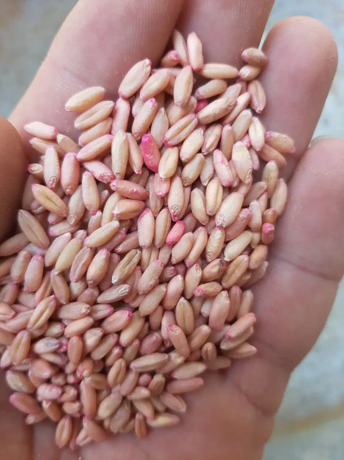 گندم دیم سرداری|خوردنی و آشامیدنی|صحنه, |دیوار