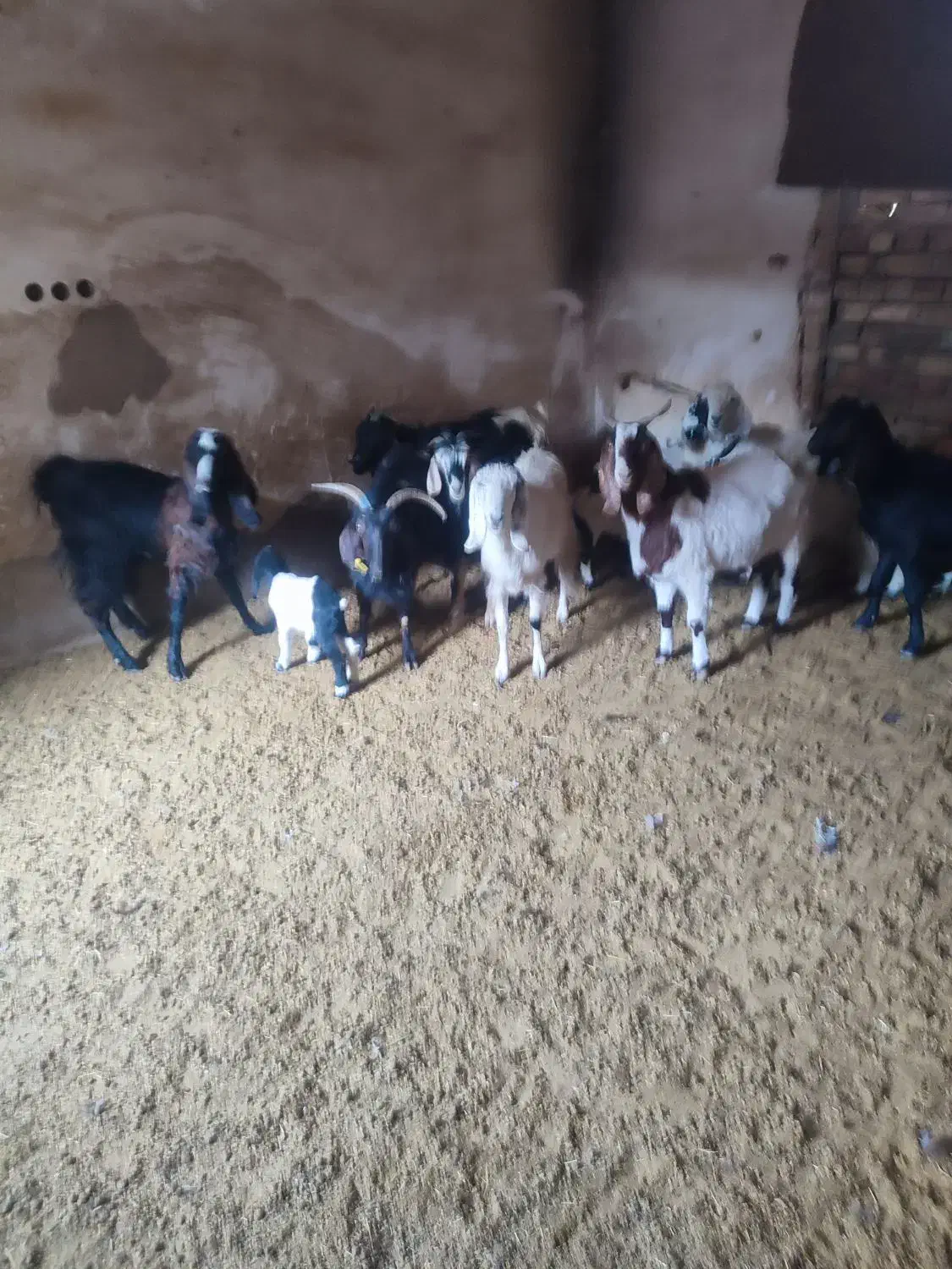 بره و بزغاله خوراک خور میش بز زاییده قوچ چپش|حیوانات مزرعه|قم, شهر قائم|دیوار