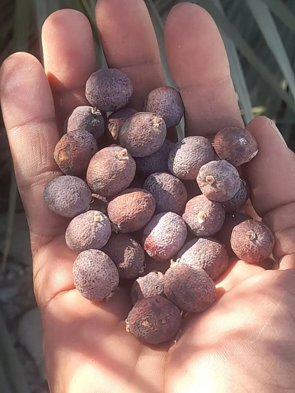 کونل  یا همون  خرما  کوهی شهرستان سرباز موجود|عمده‌فروشی|چابهار, |دیوار