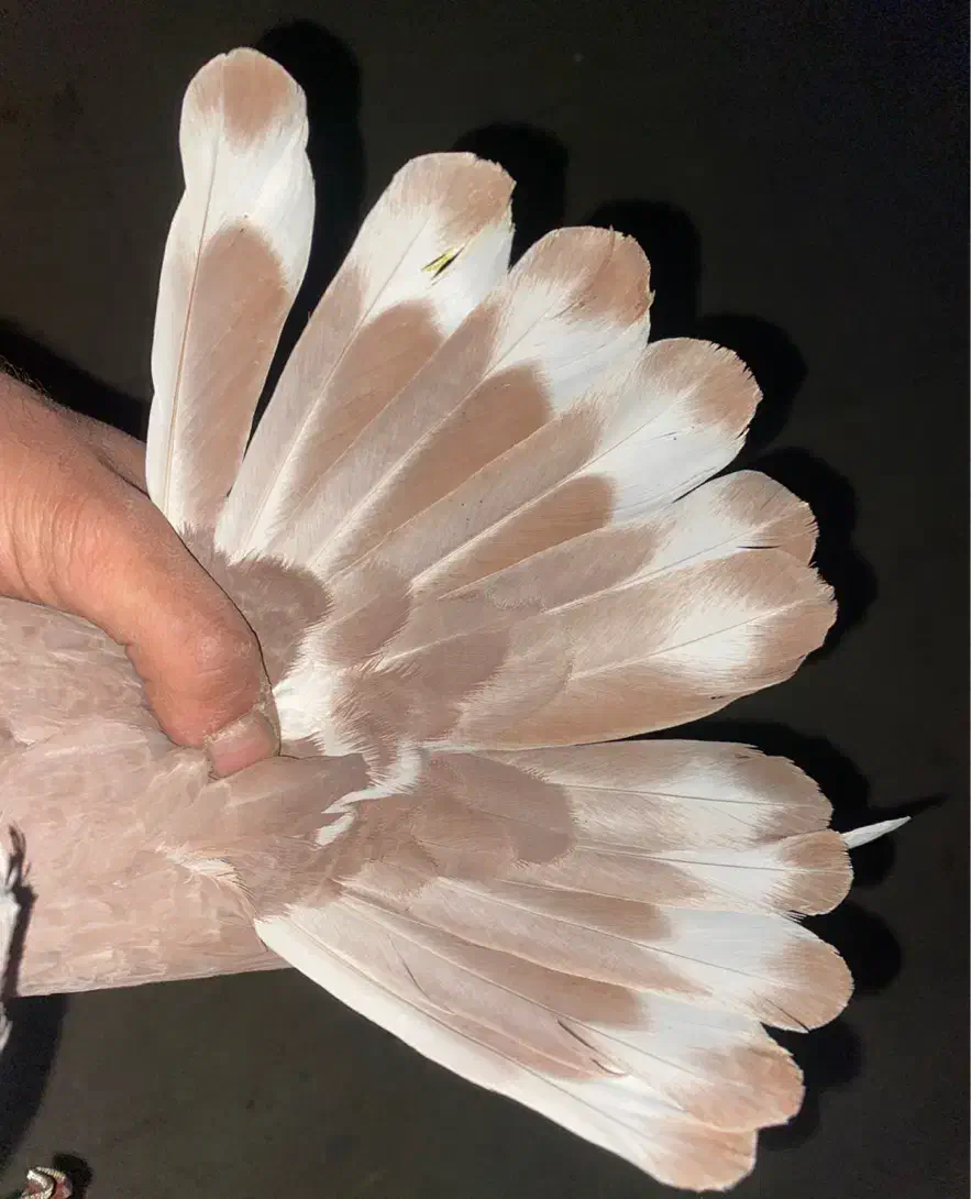 سه تا نر سرخ کاکولی مور دمگیر دمدار|پرنده|اصفهان, جاوان|دیوار