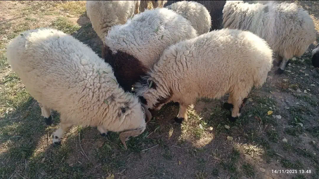 بره کهره قوچ نری مش بز|حیوانات مزرعه|سیرجان, |دیوار