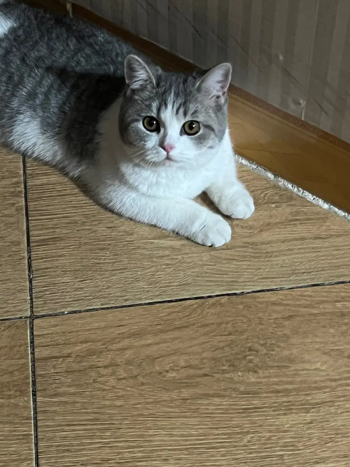 گربه بریتیش|گربه|کرمان, |دیوار