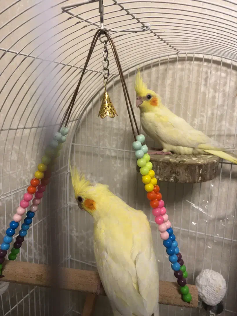 عروس هلندی سه ماهه|پرنده|بهارستان, |دیوار