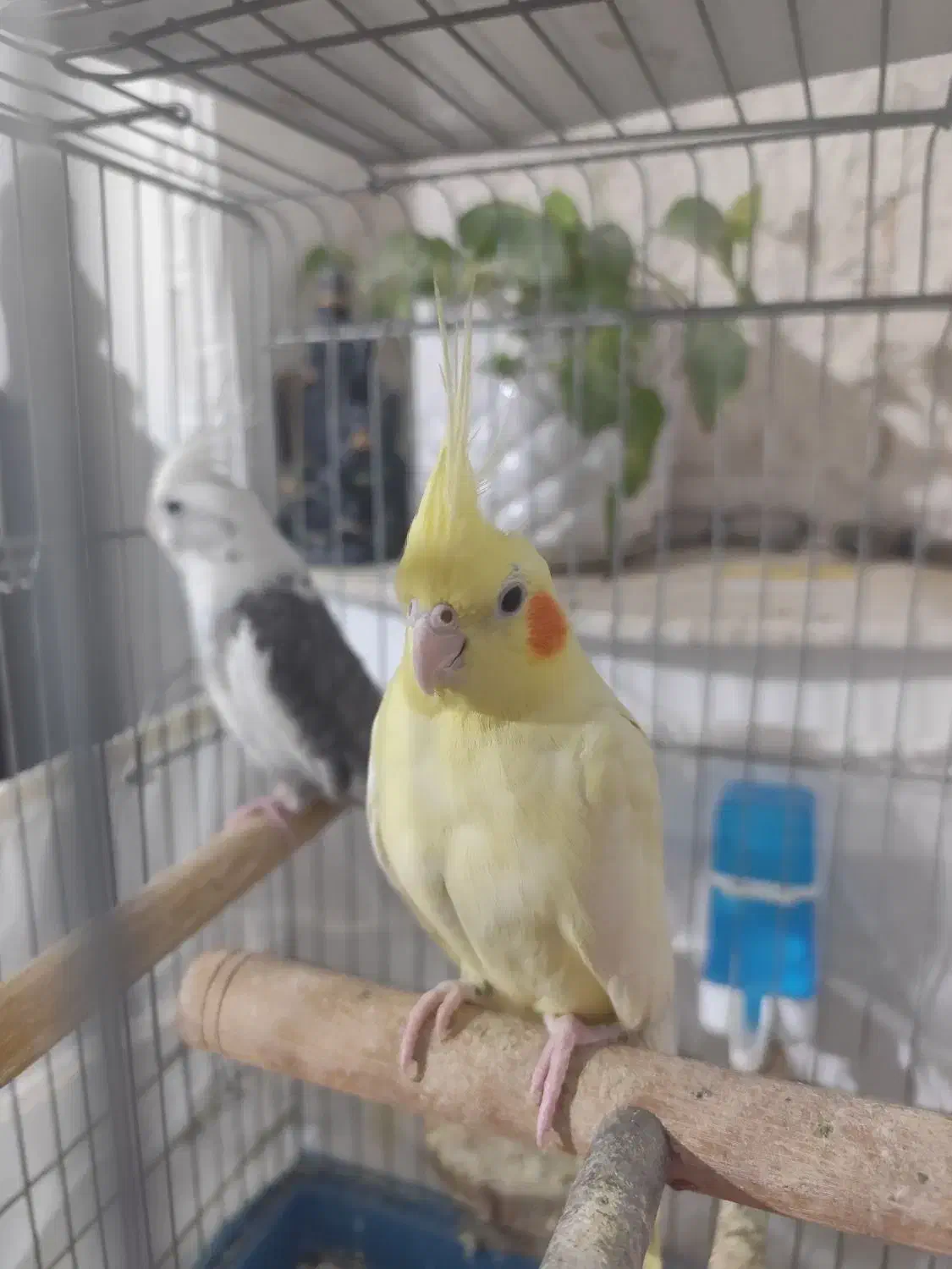 عروس هلندی کشیده و درشت بینظیر|پرنده|صباشهر, |دیوار