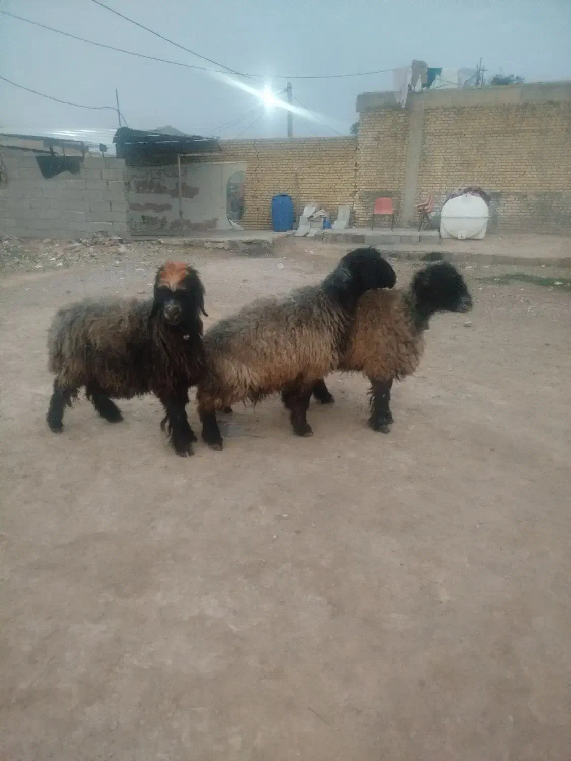 میش|حیوانات مزرعه|شوشتر, |دیوار