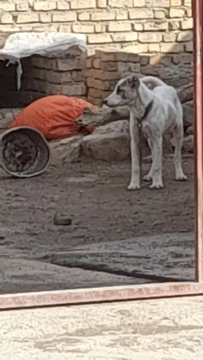 سگ سرابی زات قدیم|سگ|بیلوار, |دیوار