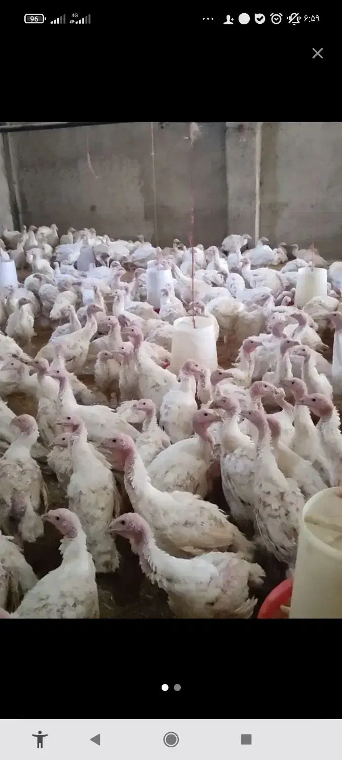 راس ۳۰۸|حیوانات مزرعه|اردکان, |دیوار