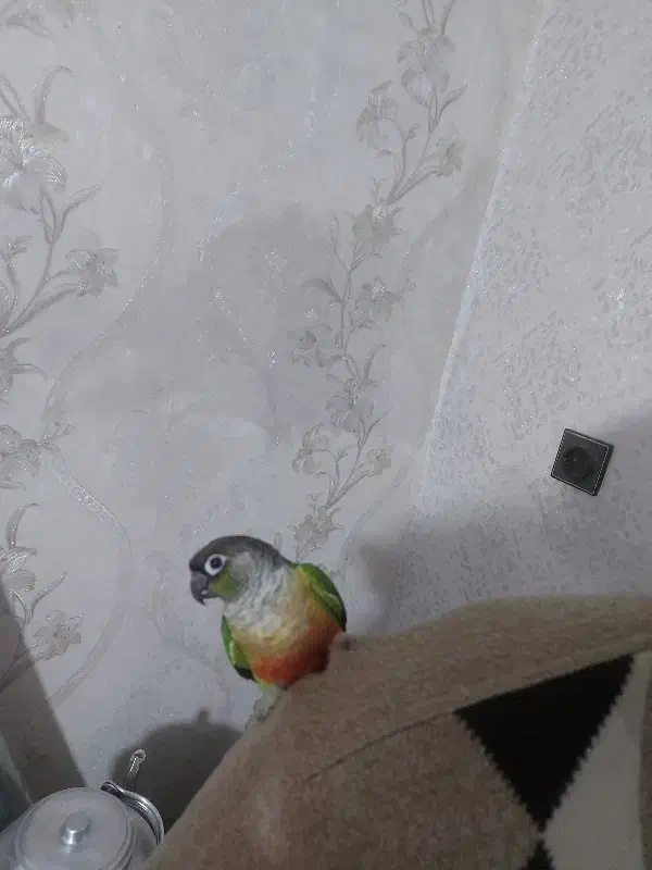 گرینچیک|پرنده|کرج, عظیمیه|دیوار