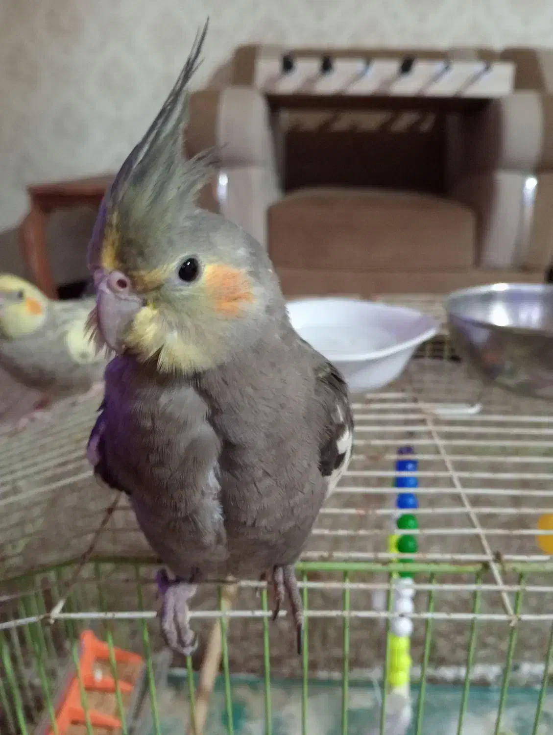 عروس هلندی گمشده خورموج|حیوانات|خورموج, |دیوار