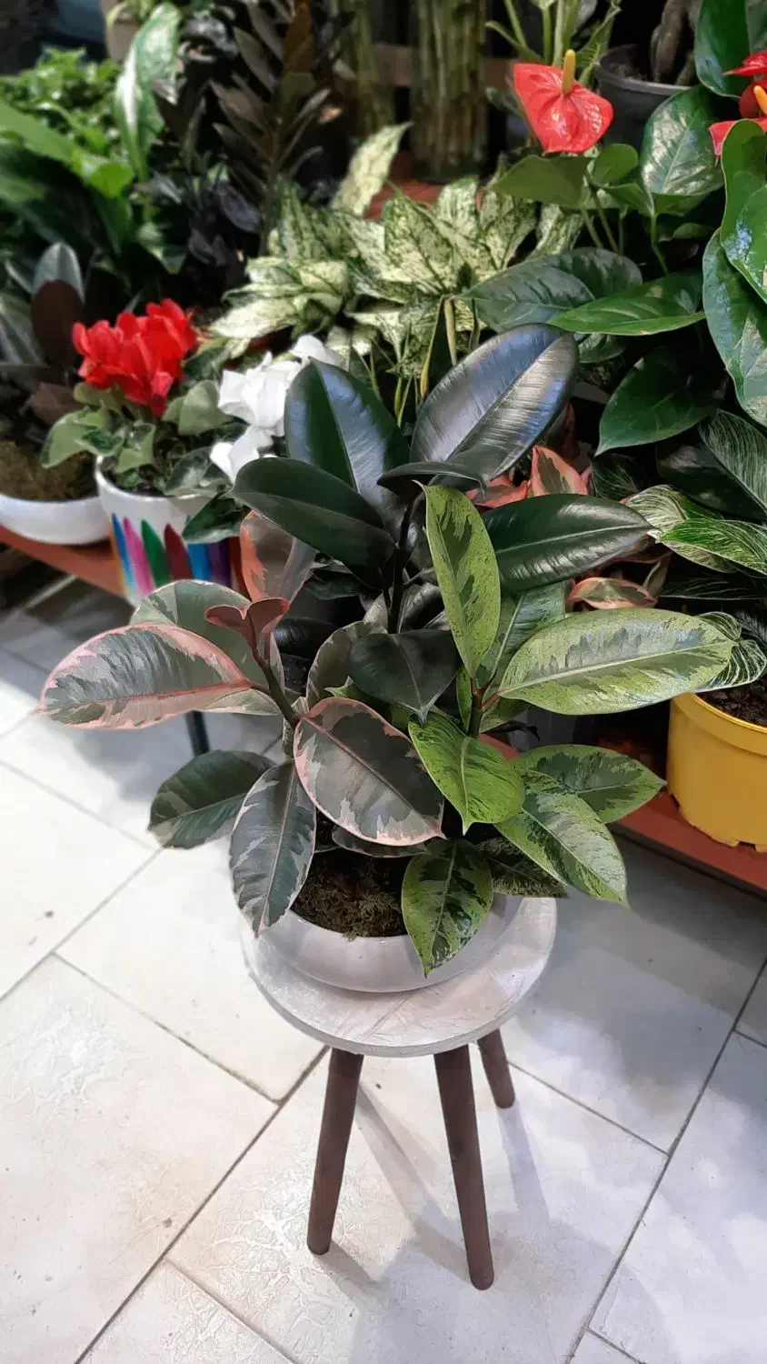 بنسای جنسینگ/بنسای فیکوس/گل آپارتمانی گیاه|گل و گیاه طبیعی|فردیس, فردیس|دیوار