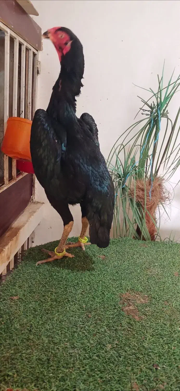 خروس تخم لاری اوشامو|حیوانات مزرعه|تهران, شهرک دریا|دیوار