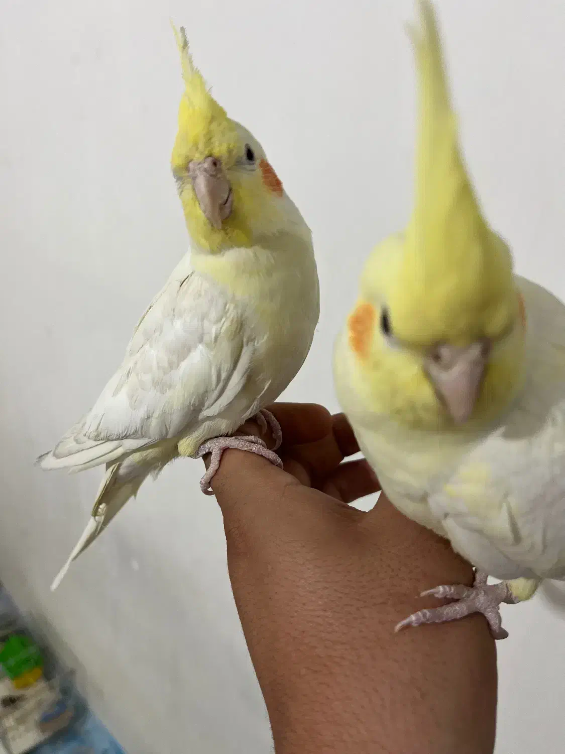 یه جفت عروس هلندی|پرنده|ایذه, |دیوار