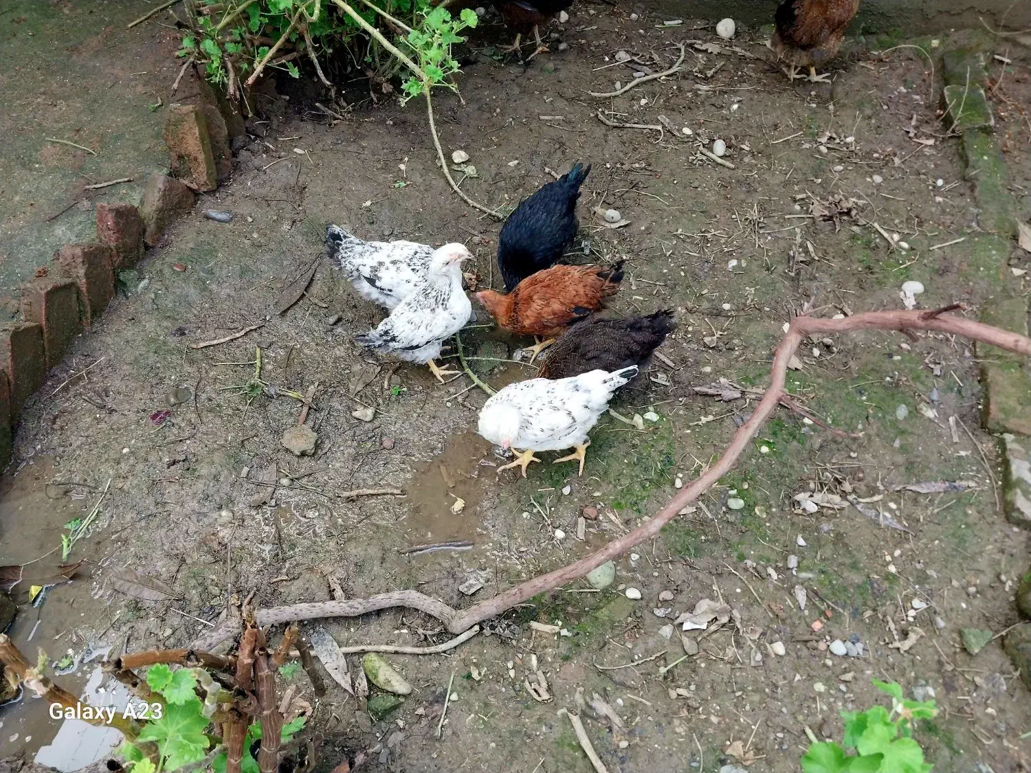 جوجه و نیمچه مرغ و خروس محلی|حیوانات مزرعه|آمل, |دیوار