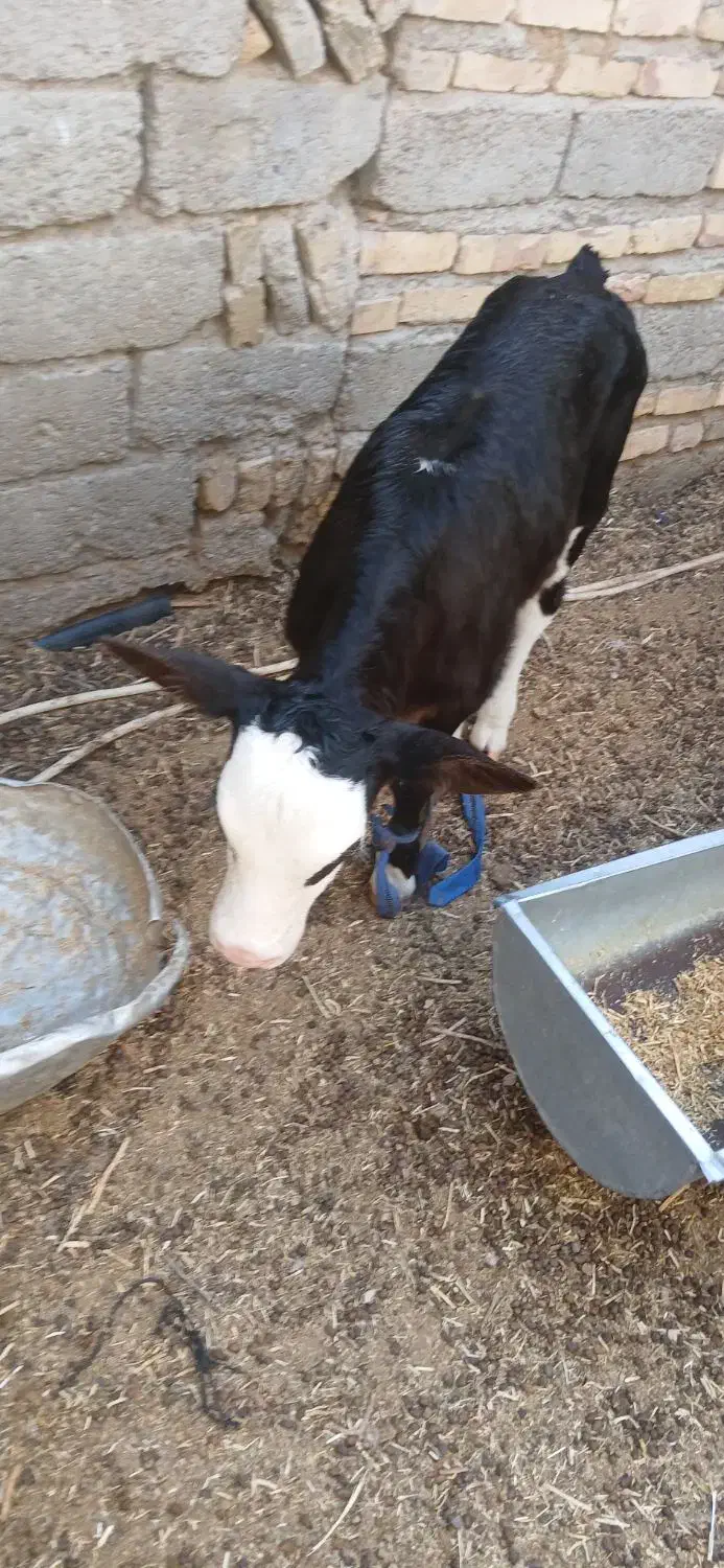 گاوشیری باگوساله نر خارجی|حیوانات مزرعه|زابل, |دیوار