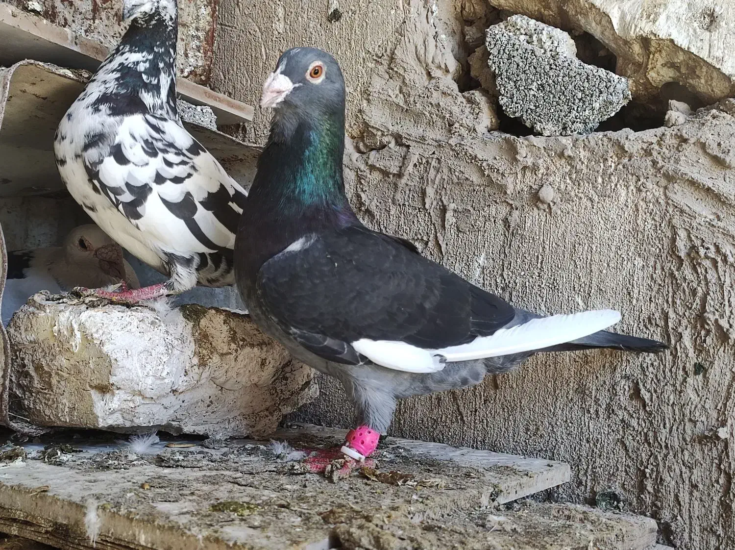 قرع کوهی سوری|پرنده|شیراز, شهدای شهرک سعدی|دیوار