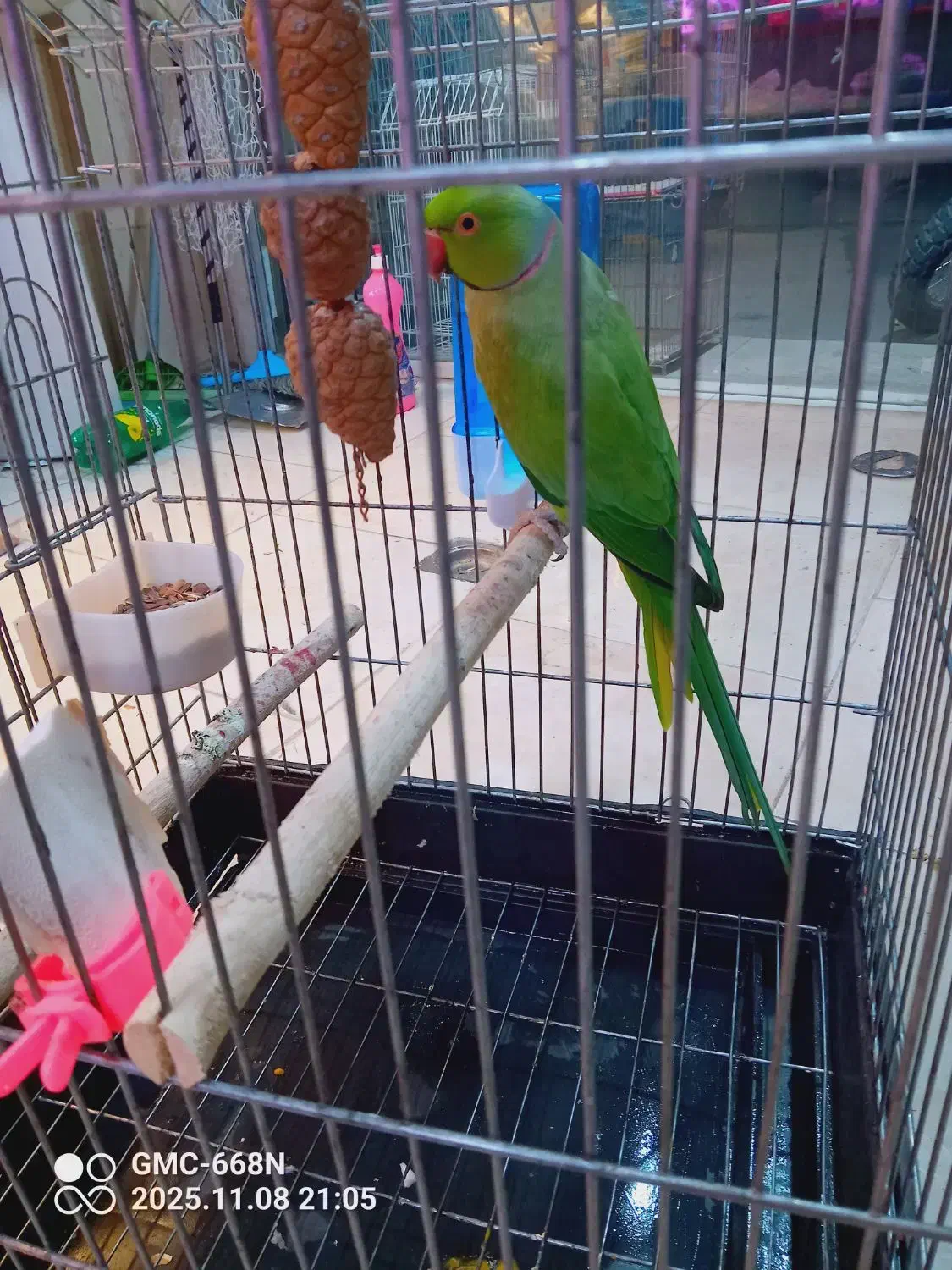 طوطی ملنگو نر|پرنده|شهریار, شهرک امیریه|دیوار