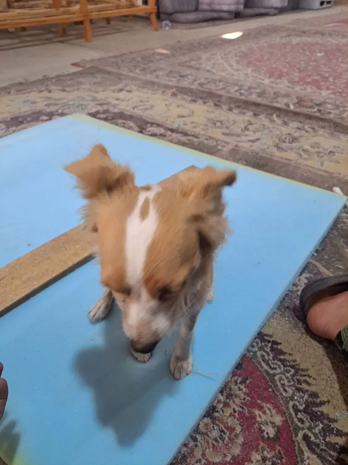 سگ اشپیتز روباهی|سگ|شیراز, گچی|دیوار