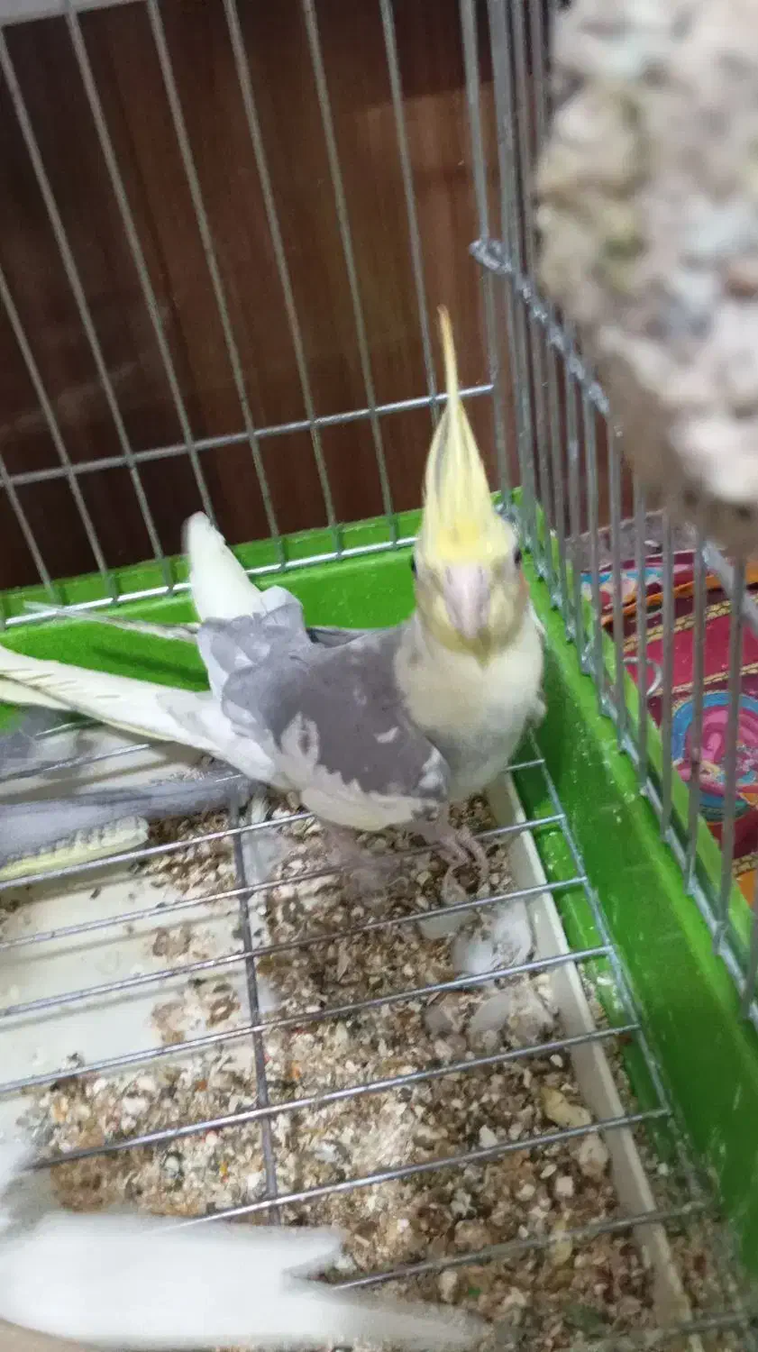 فروشی|پرنده|هشتگرد, شهرک راه آهن|دیوار