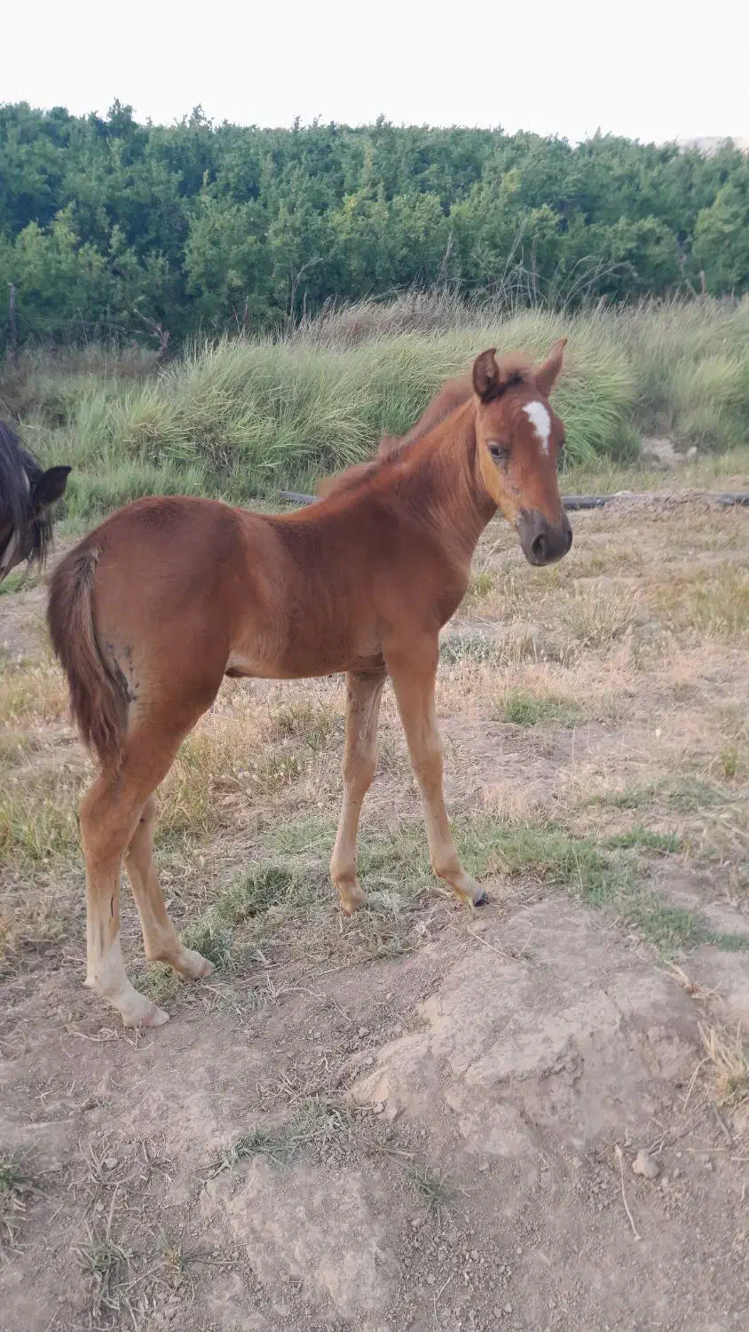 اسب|اسب و تجهیزات اسب‌سواری|کوهنانی, |دیوار