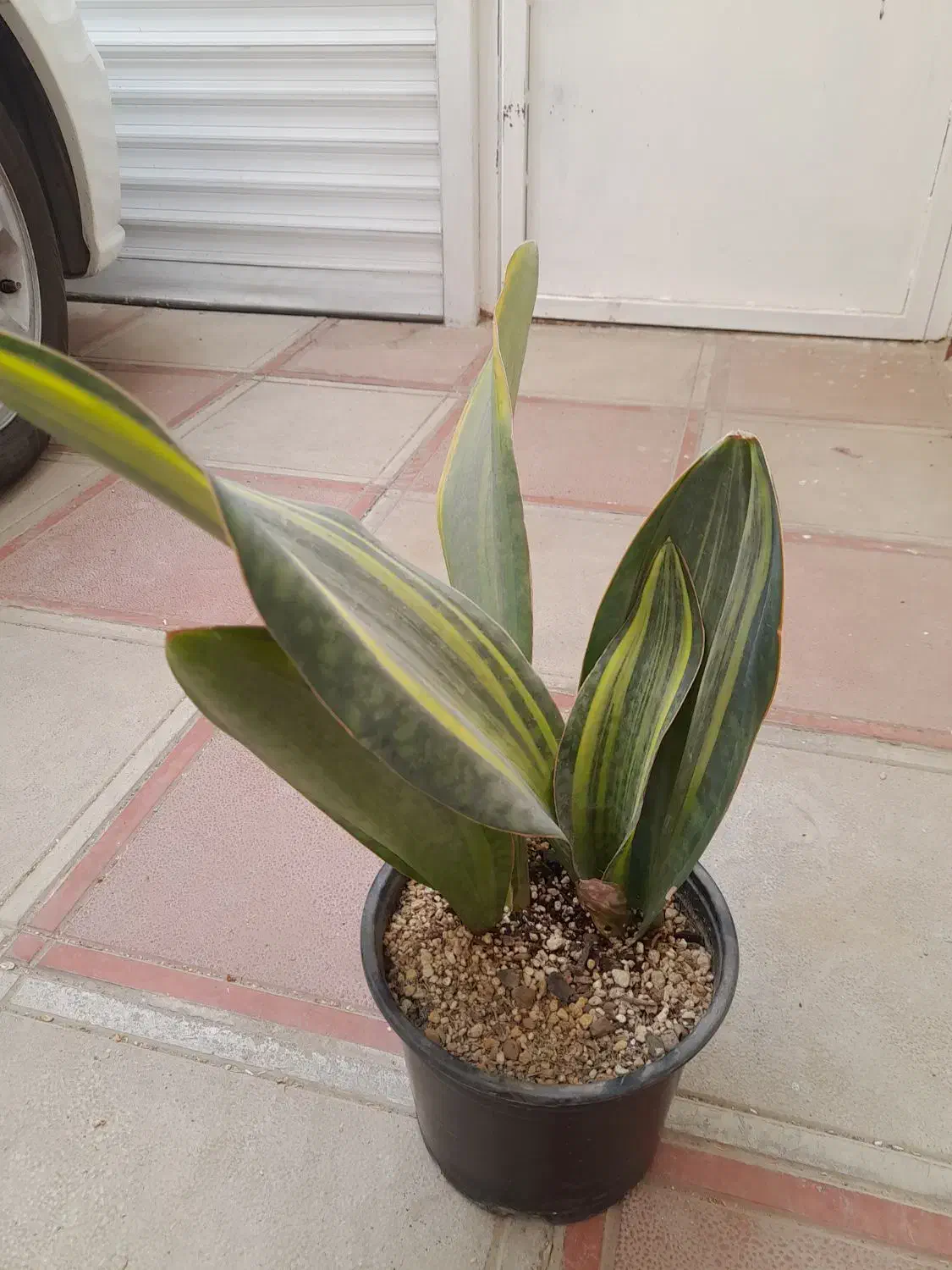 گل طبیعی|گل و گیاه طبیعی|سبزوار, فیاض|دیوار