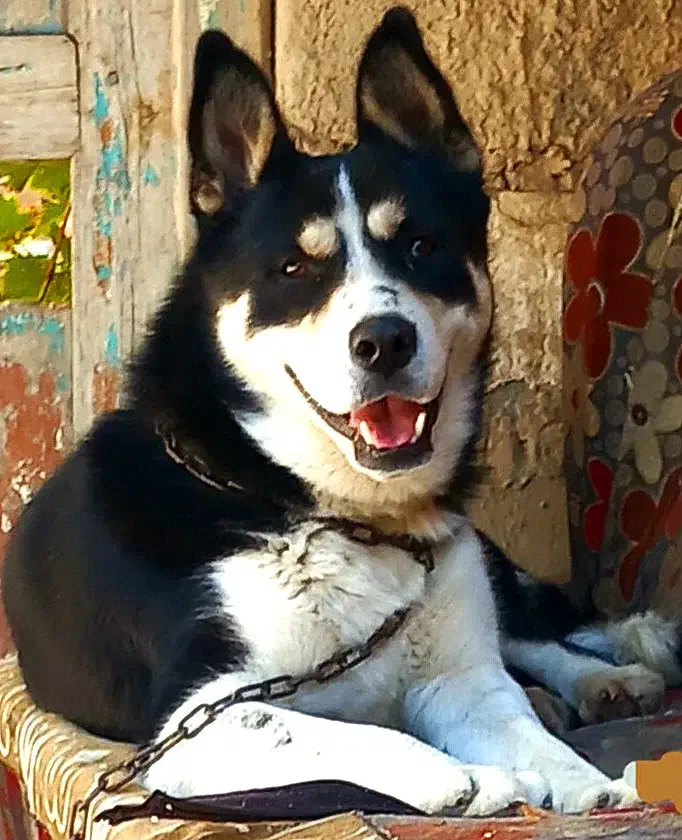 دوبرمن اسکی نر|سگ|بجنورد, |دیوار