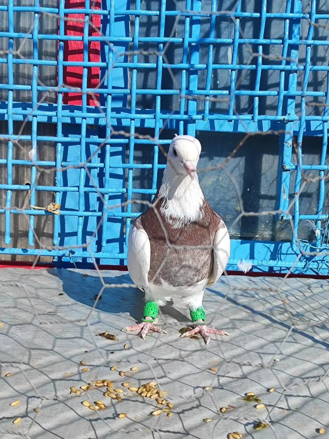 کبوتر طوقی|پرنده|بوئین زهرا, |دیوار