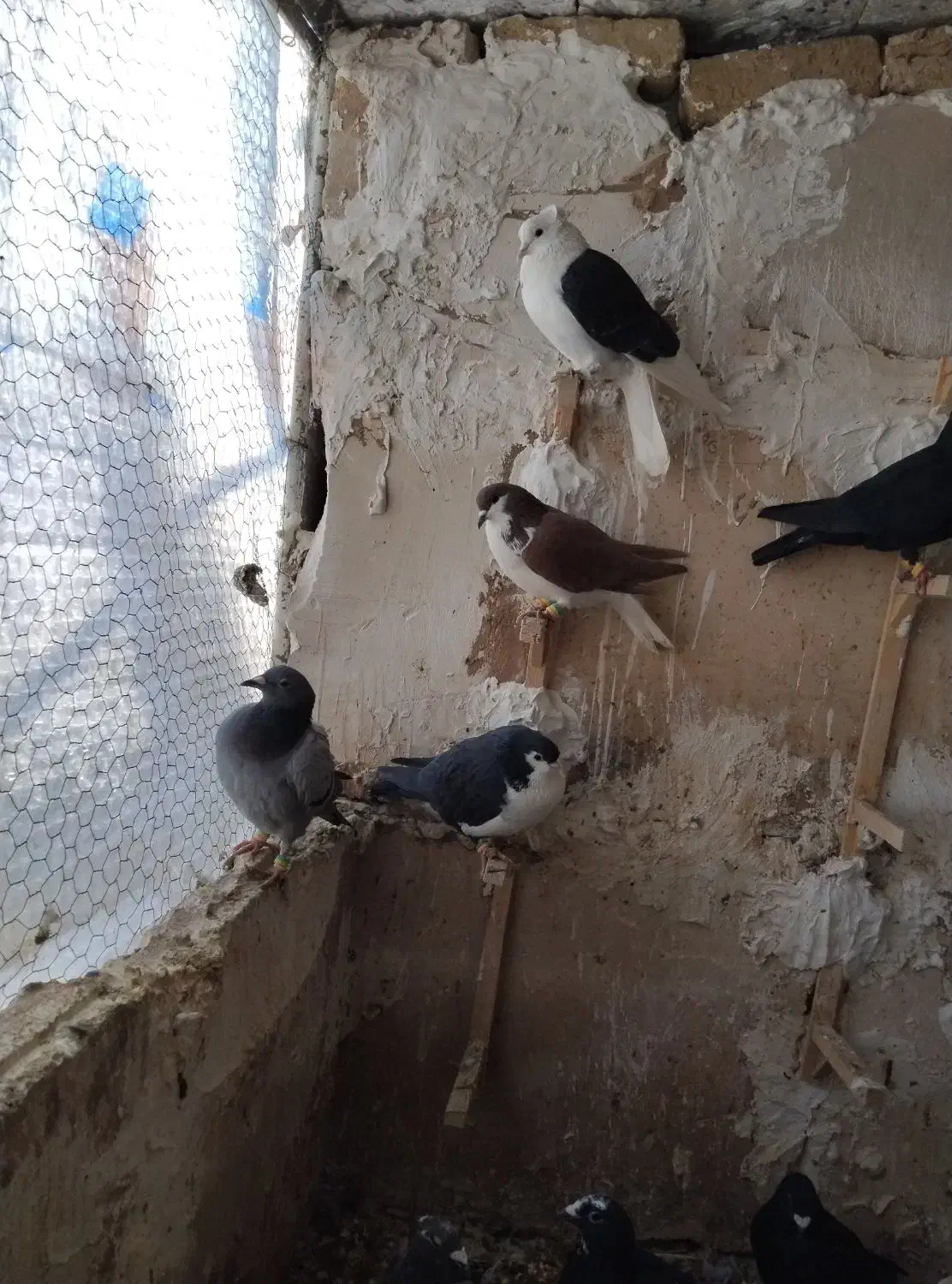 کبوتر|پرنده|تربتحیدریه, رجایی|دیوار