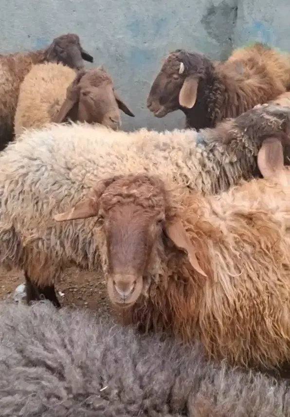 گوسفند بخرید یک دست جگرهدیه بگیرید /خونی|حیوانات مزرعه|مشهد, نوید|دیوار