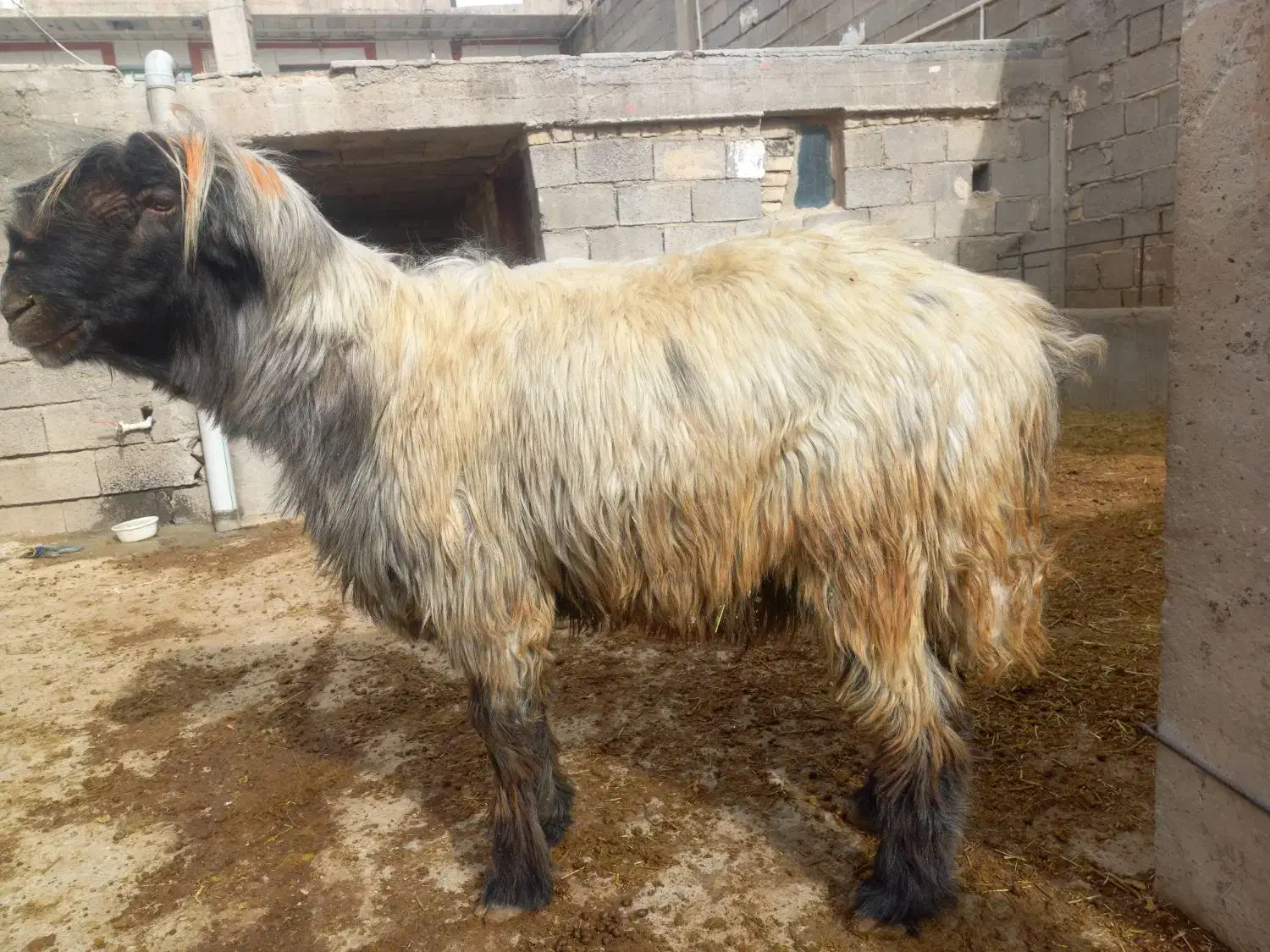 قوچ میش بز|حیوانات مزرعه|کوهرنگ, |دیوار