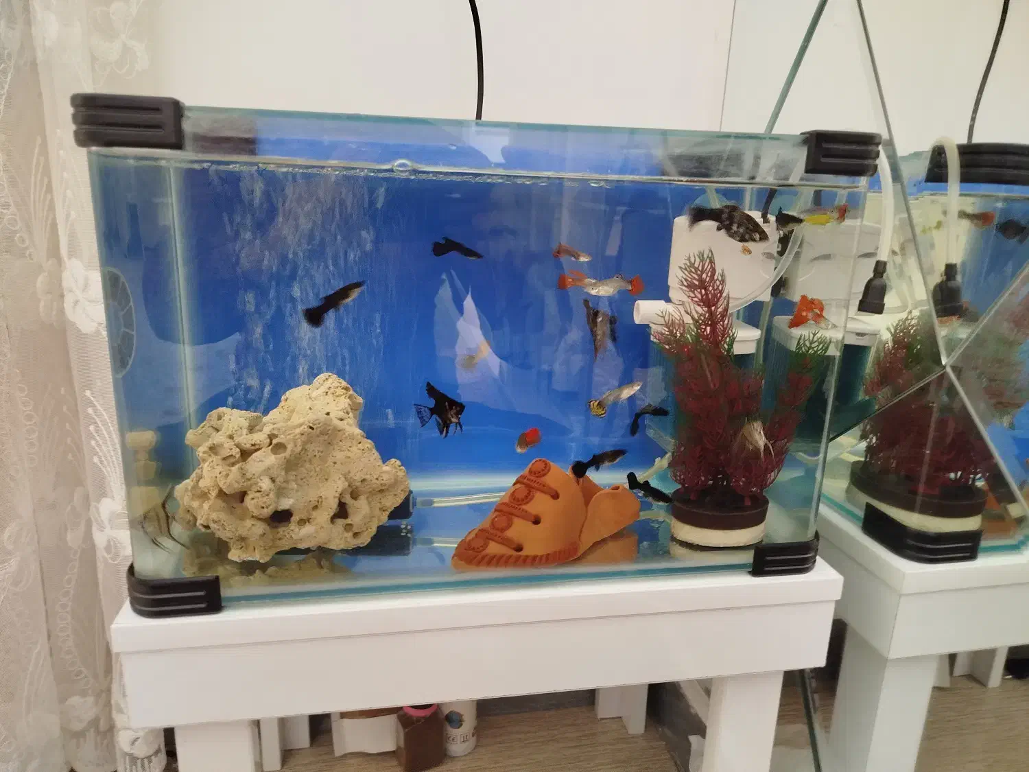 آکواریوم شیشه خم|ماهی|سقز, |دیوار