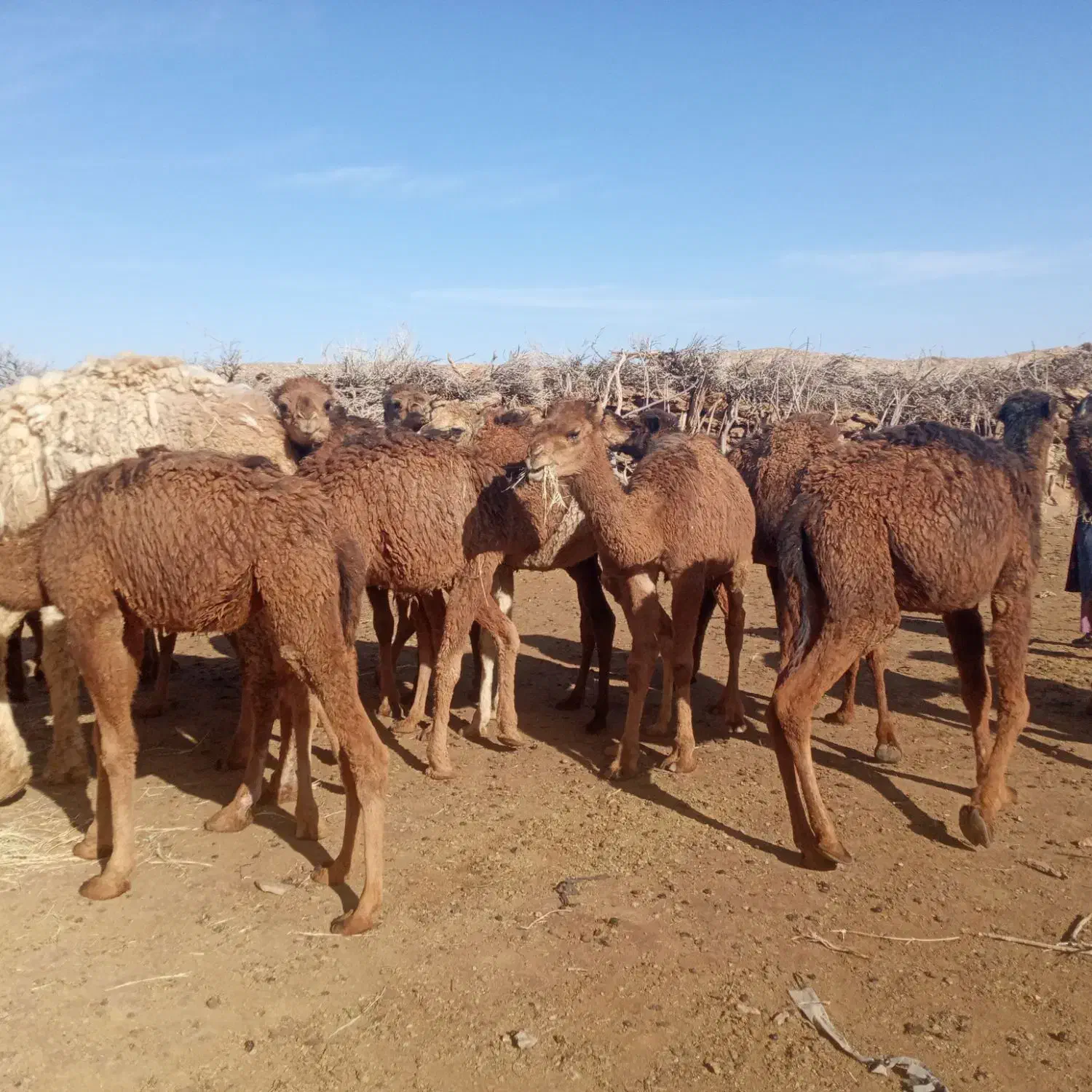 بلبون نر|حیوانات مزرعه|خوسف, |دیوار