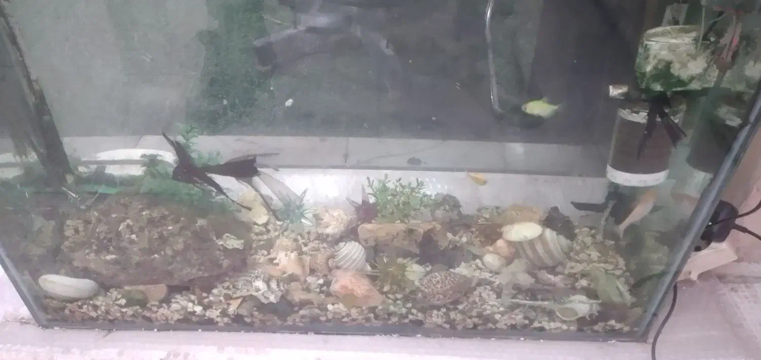 اکواریوم بزرگ با کلی وسیله و ماهی|ماهی|گرگان, |دیوار