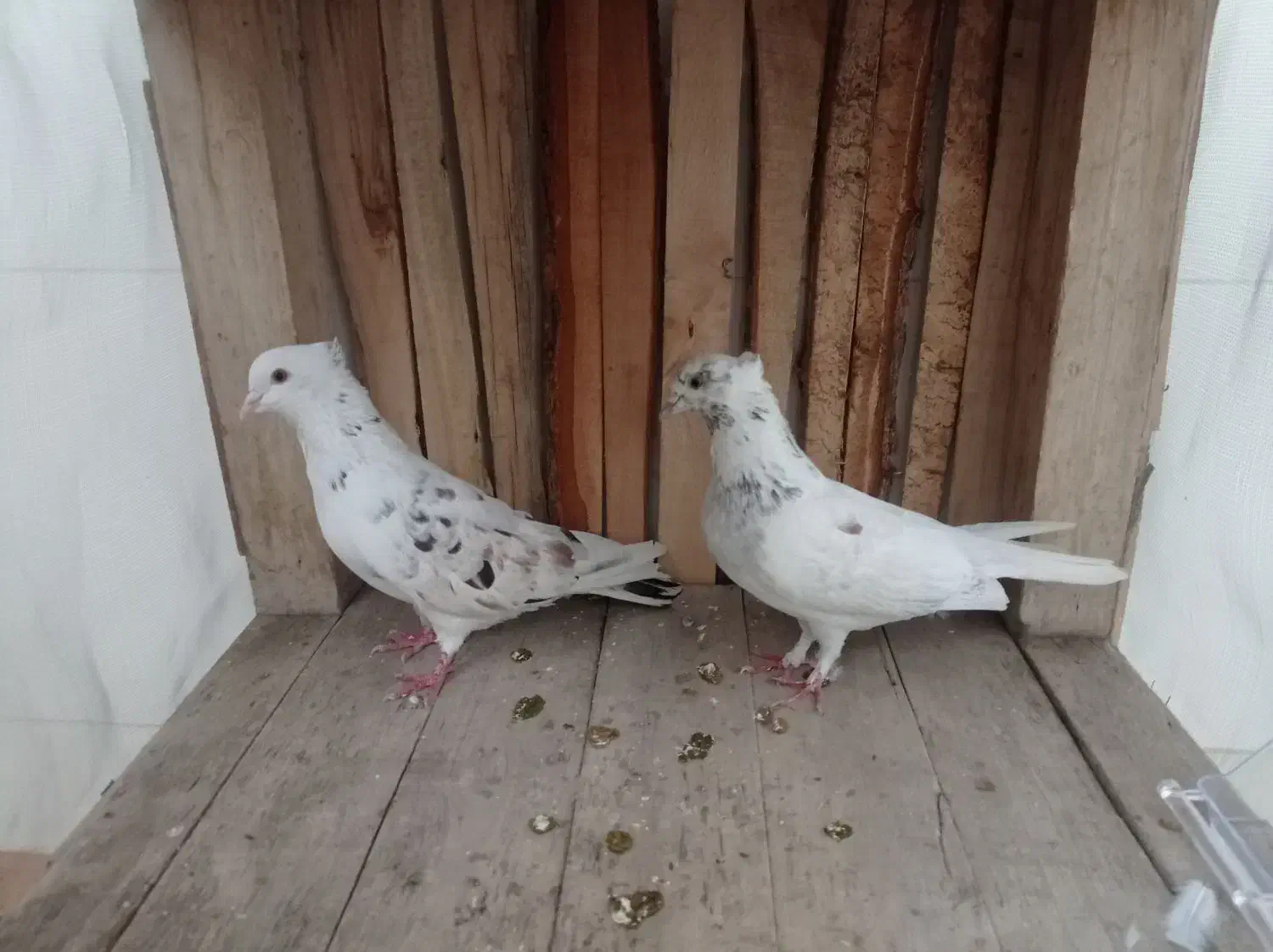 دوعدد کبوتر|پرنده|پیرانشهر, |دیوار