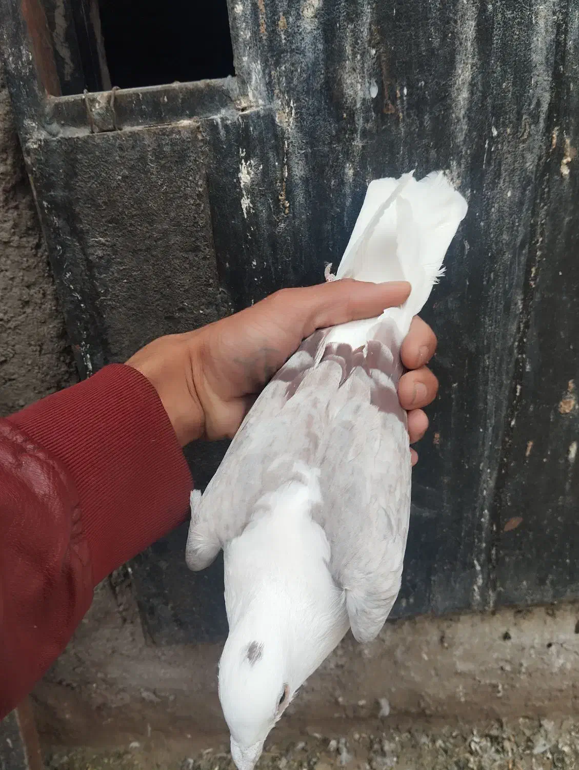 اسطوره|پرنده|بم, |دیوار