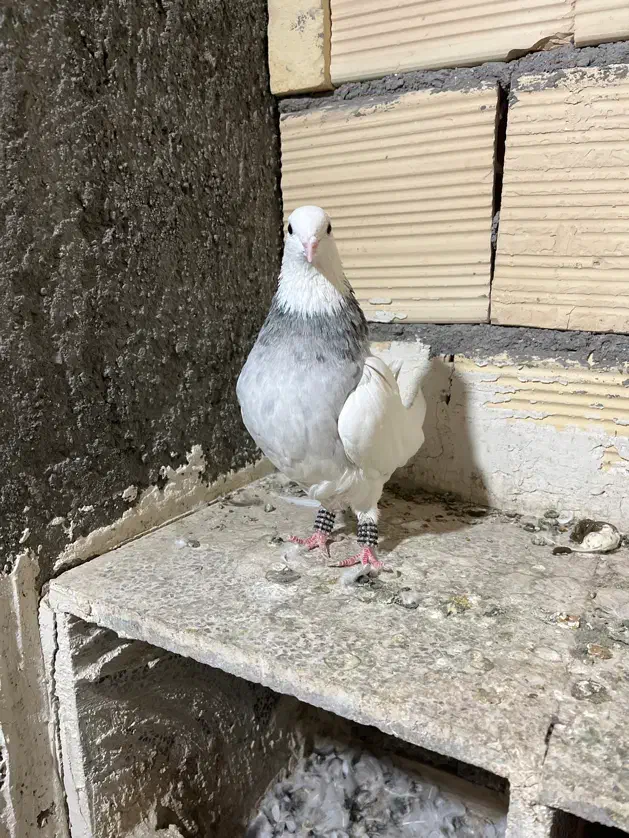 کفتر طوقی الماسی هفترنگ ماده|پرنده|مشهد, طلاب|دیوار