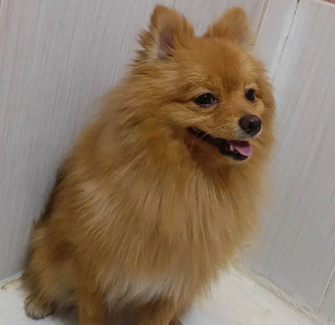 سگ پامرانین|سگ|فردیس, فردیس|دیوار