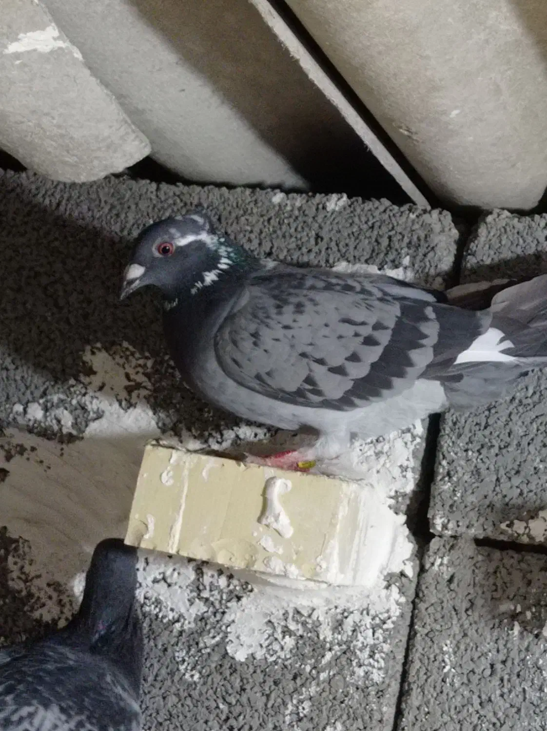 3تا کبوتر|پرنده|دزفول, |دیوار