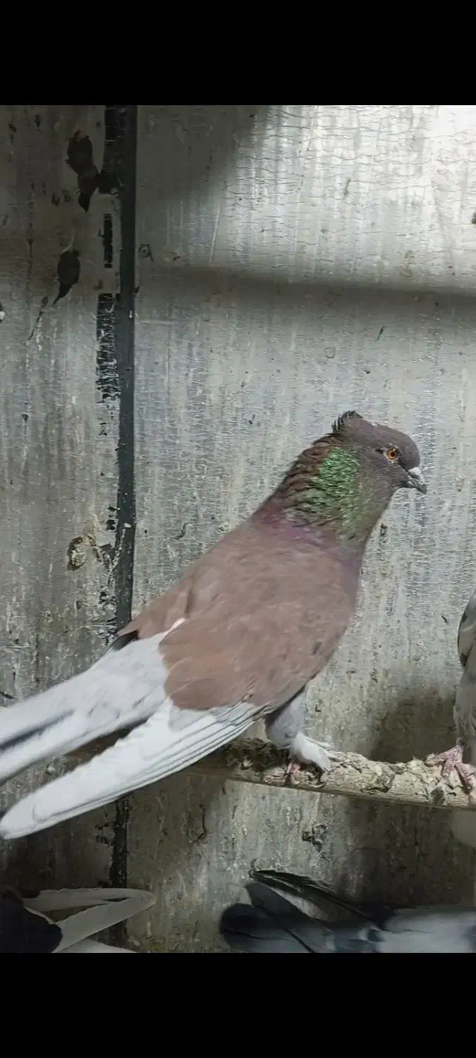 کبوتر|پرنده|سقز, |دیوار